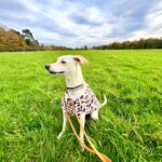 Podenco Zoe, 10/2024, Endgröße ca. 43 cm, 50937 Köln