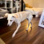 Podenco Zoe, 10/2024, Endgröße ca. 43 cm, 50937 Köln