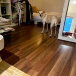 Podenco Zoe, 10/2024, Endgröße ca. 43 cm, 50937 Köln