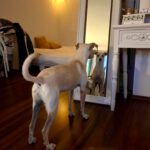 Podenco Zoe, 10/2024, Endgröße ca. 43 cm, 50937 Köln