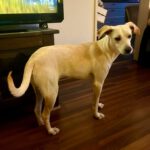 Podenco Zoe, 10/2024, Endgröße ca. 43 cm, 50937 Köln