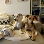 Podenco Zoe, 10/2024, Endgröße ca. 43 cm, 50937 Köln