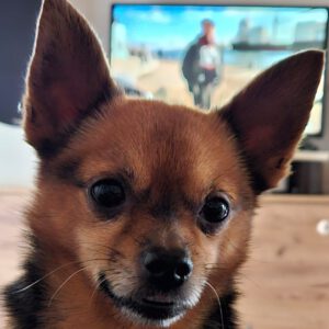 Chihuahua Adam, 03/2023, ca 25 cm, 35753 Greifenstein