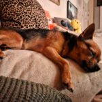 Chihuahua Adam, 03/2023, ca 25 cm, 35753 Greifenstein