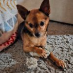 Chihuahua Adam, 03/2023, ca 25 cm, 35753 Greifenstein