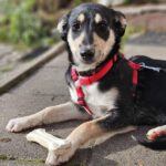 Mischling Adhara, 06/2025, Endgröße ca. 45 cm, 78661 Dietingen