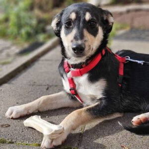 Mischling Adhara, 06/2025, Endgröße ca. 45 cm, 78661 Dietingen