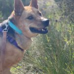 Schäferhund-Mischling Aguiles, 01/2013, ca. 60 cm