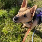 Schäferhund-Mischling Aguiles, 01/2013, ca. 60 cm