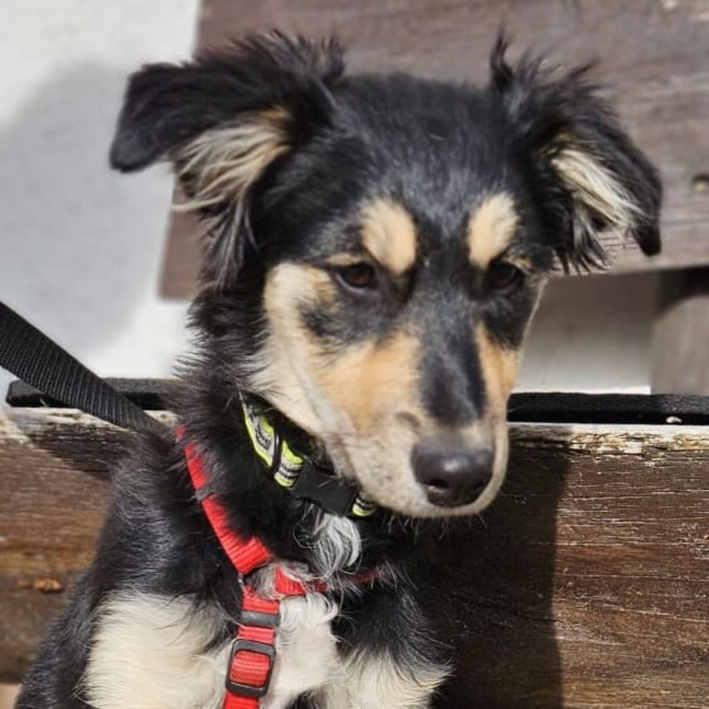 Mischling Aishiteru, 06/2025, Endgröße ca. 45 cm,78661 Dietingen