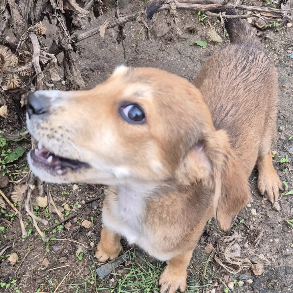 Mischling Almina, 08/2025, ca. 45 cm