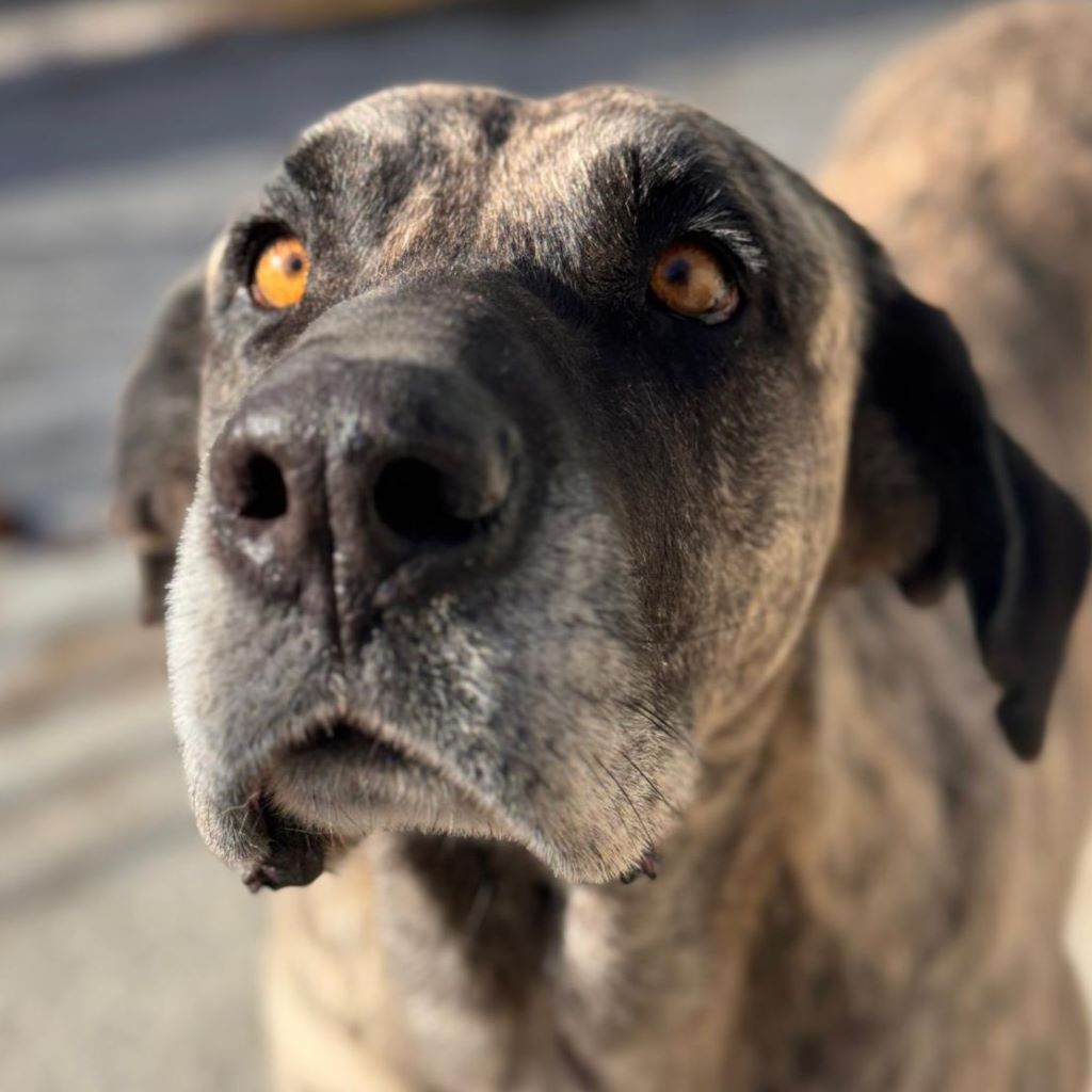 Mastin Amber, 11/2017, ca. 65 cm