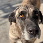 Mastin Amber, 11/2017, ca. 65 cm