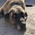 Mastin Amber, 11/2017, ca. 65 cm