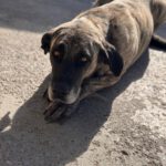 Mastin Amber, 11/2017, ca. 65 cm