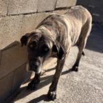 Mastin Amber, 11/2017, ca. 65 cm