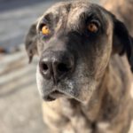 Mastin Amber, 11/2017, ca. 65 cm