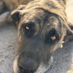 Mastin Amber, 11/2017, ca. 65 cm