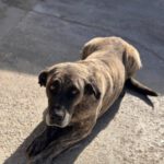 Mastin Amber, 11/2017, ca. 65 cm