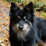 Pomsky Ambar, 10/2022, ca 40 cm, 79588 Efringen Kirchen