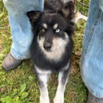 Pomsky Amber, 10/2022, ca 40 cm, 79588 Efringen Kirchen