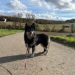 Pomsky Ambar, 10/2022, ca 40 cm, 79588 Efringen Kirchen