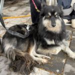 Pomsky Ambar, 10/2022, ca 40 cm, 79588 Efringen Kirchen