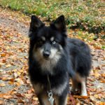 Pomsky Ambar, 10/2022, ca 40 cm, 79588 Efringen Kirchen