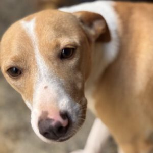 Podenco Andres, 02/2024, ca. 40 cm