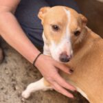 Podenco Andres, 02/2024, ca. 40 cm