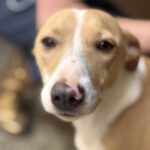 Podenco Andres, 02/2024, ca. 40 cm