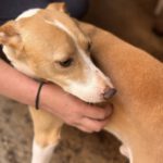 Podenco Andres, 02/2024, ca. 40 cm