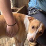 Podenco Andres, 02/2024, ca. 40 cm