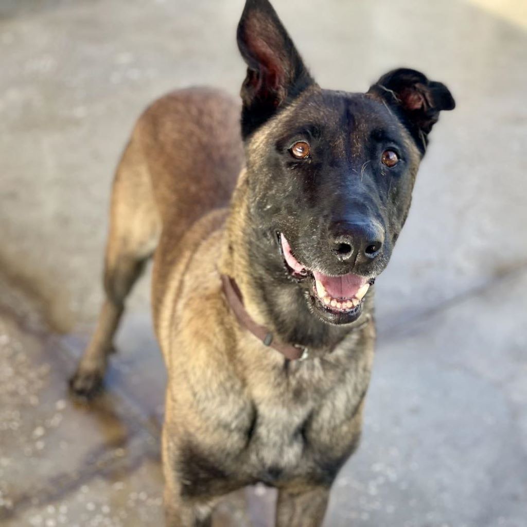 Malinois (Mischling) Angel, 05/2020, ca. 65 cm