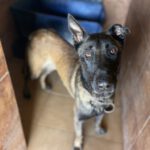 Malinois  (Mischling) Angel, 05/2020, ca. 65 cm