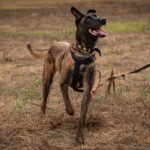 Malinois  (Mischling) Angel, 05/2020, ca. 65 cm