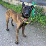 Malinois  (Mischling) Angel, 05/2020, ca. 65 cm