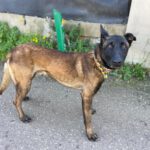 Malinois  (Mischling) Angel, 05/2020, ca. 65 cm