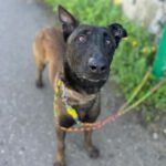 Malinois  (Mischling) Angel, 05/2020, ca. 65 cm