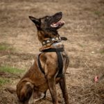 Malinois  (Mischling) Angel, 05/2020, ca. 65 cm