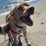 Podenco Mischling Apolo, 05/2022, ca. 45 cm