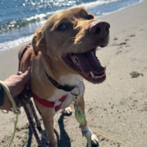 Podenco Mischling Apolo, 05/2022, ca. 45 cm