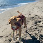 Podenco Mischling Apolo, 05/2022, ca. 45 cm