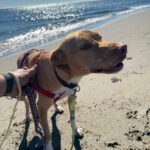 Podenco Mischling Apolo, 05/2022, ca. 45 cm