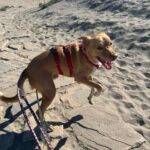 Podenco Mischling Apolo, 05/2022, ca. 45 cm