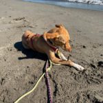 Podenco Mischling Apolo, 05/2022, ca. 45 cm