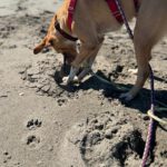 Podenco Mischling Apolo, 05/2022, ca. 45 cm