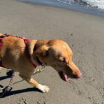 Podenco Mischling Apolo, 05/2022, ca. 45 cm