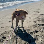 Podenco Mischling Apolo, 05/2022, ca. 45 cm