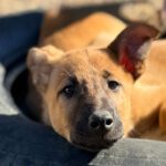 Malinois-Podenco-Mischling Armin, 08/2025, Endgröße ca. 50-55 cm